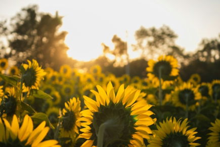 Field of sunflowers at sunset with trees in background